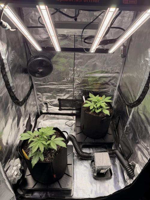 First ever grow!. Week 2