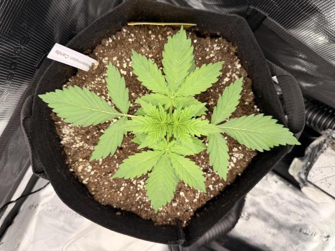 First ever grow!. Week 2