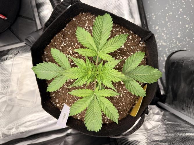 First ever grow!. Week 2