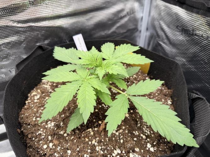 First ever grow!. Week 2