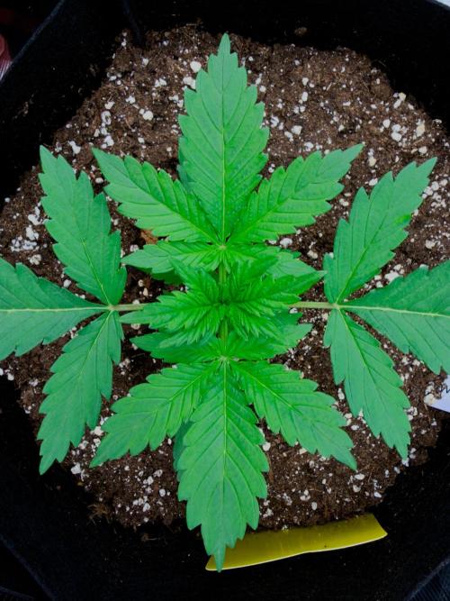 First ever grow!. Week 2