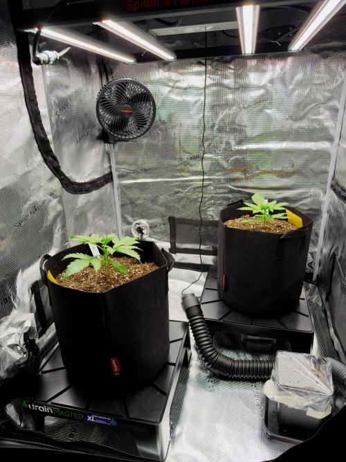 First ever grow!. Week 2