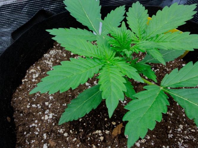 First ever grow!. Week 2