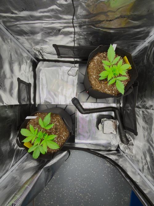 First ever grow!. Week 2