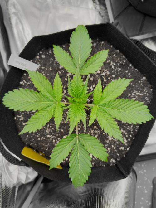 First ever grow!. Week 2