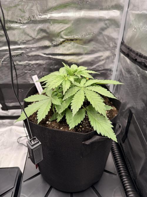 First ever grow!. Week 2 - Water. Candy D 21