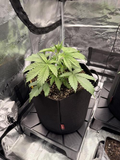 First ever grow!. Week 2 - CBD Fix - D 21
