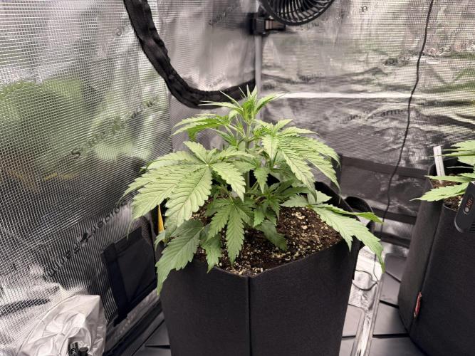 First ever grow!. Week 3