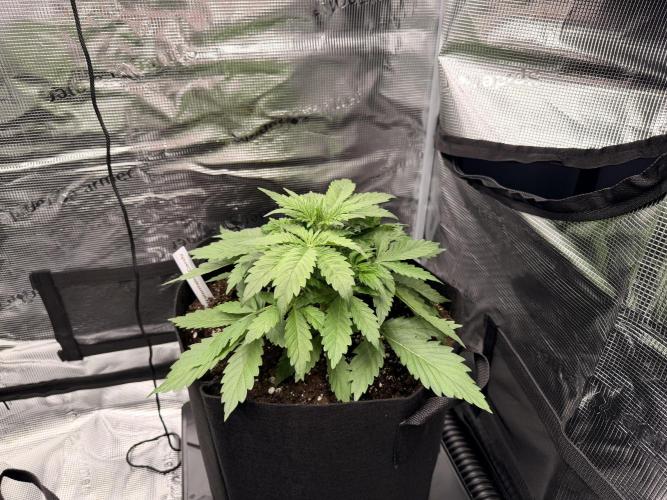 First ever grow!. Week 3