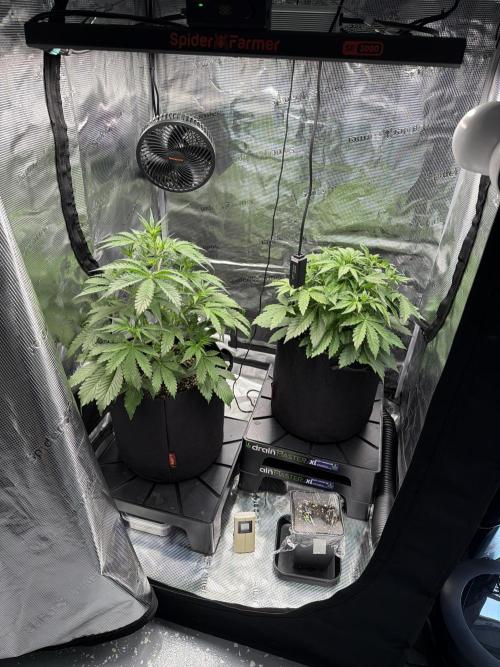 First ever grow!. Week 3