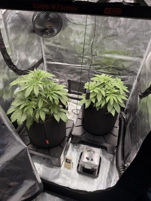 First ever grow!. Week 3