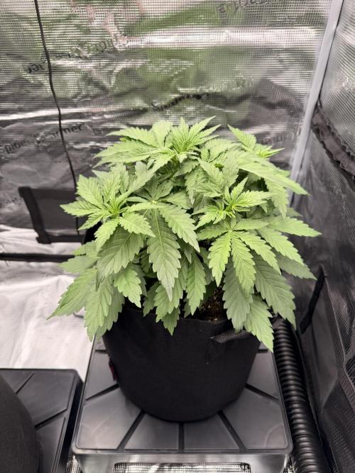 First ever grow!. Week 3
