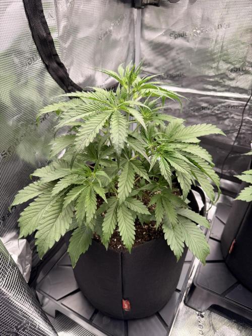 First ever grow!. Week 3