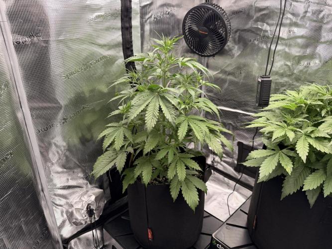First ever grow!. Week 3