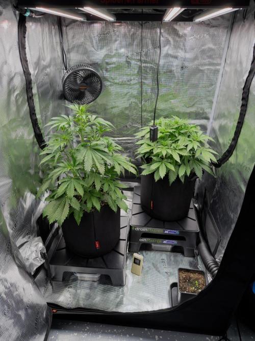 First ever grow!. Week 3