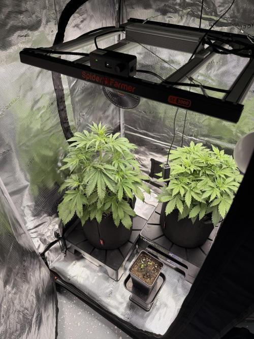 First ever grow!. Week 3