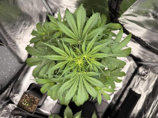 First ever grow!. Week 3
