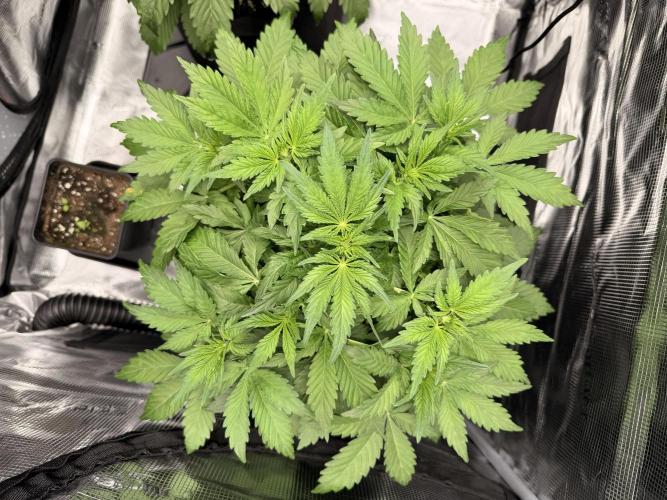First ever grow!. Week 3