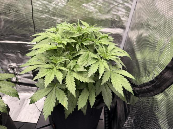 First ever grow!. Week 3