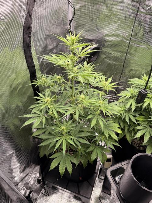 First ever grow!. Week 4
