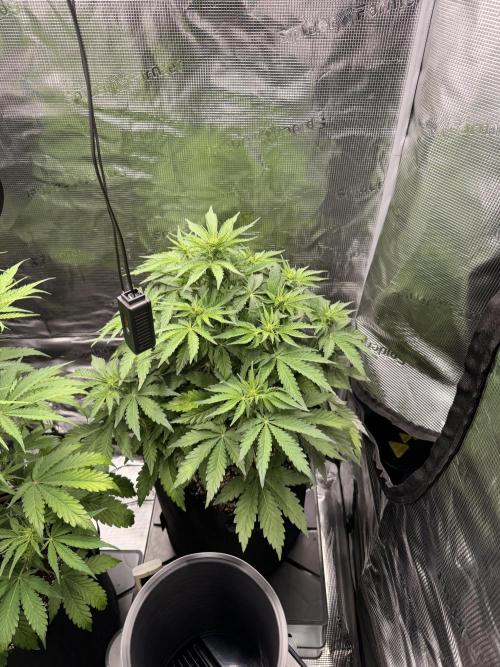 First ever grow!. Week 4