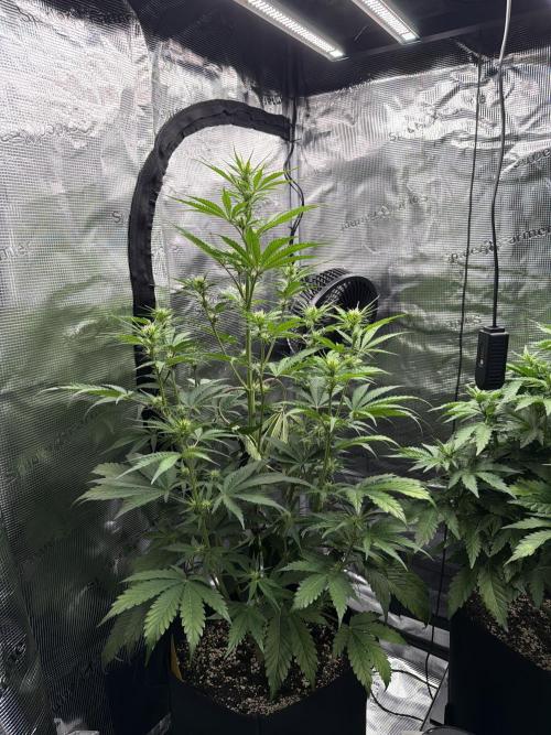 First ever grow!. Week 4