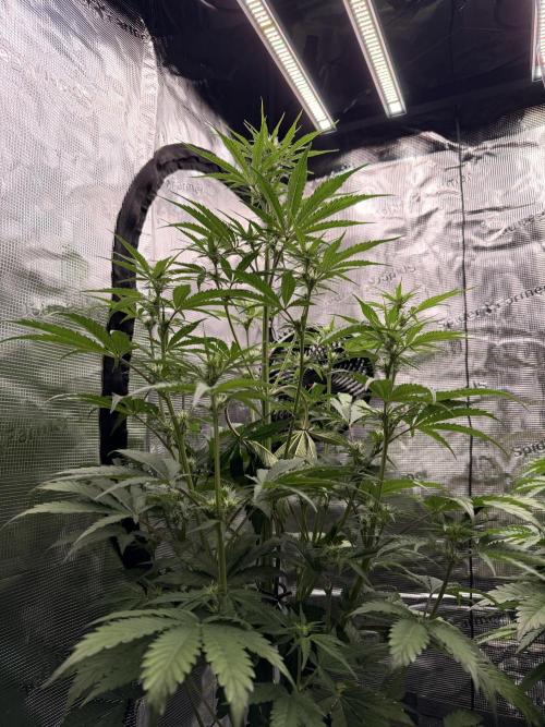 First ever grow!. Week 4