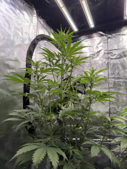 First ever grow!. Week 4