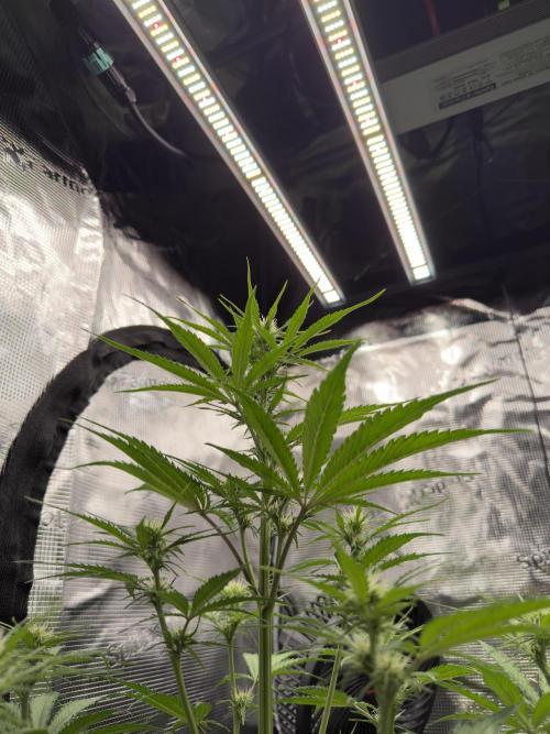First ever grow!. Week 4
