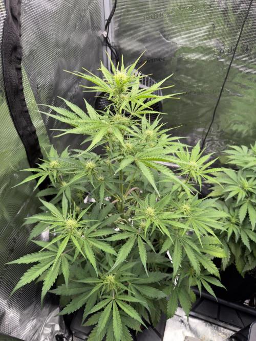 First ever grow!. Week 4