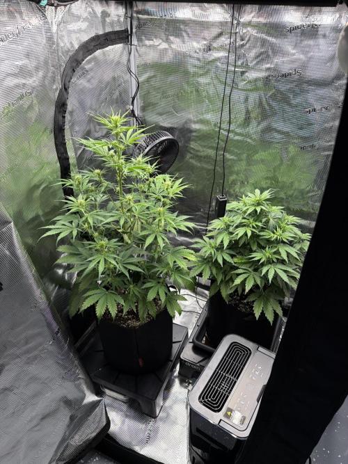 First ever grow!. Week 4