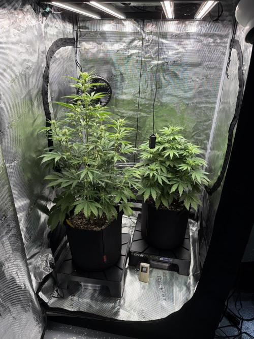 First ever grow!. Week 4