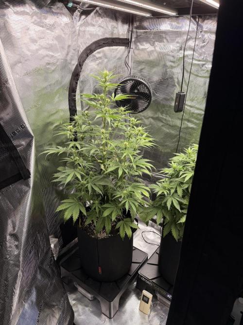 First ever grow!. Week 4