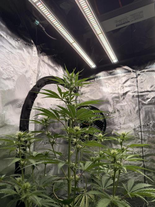 First ever grow!. Week 4