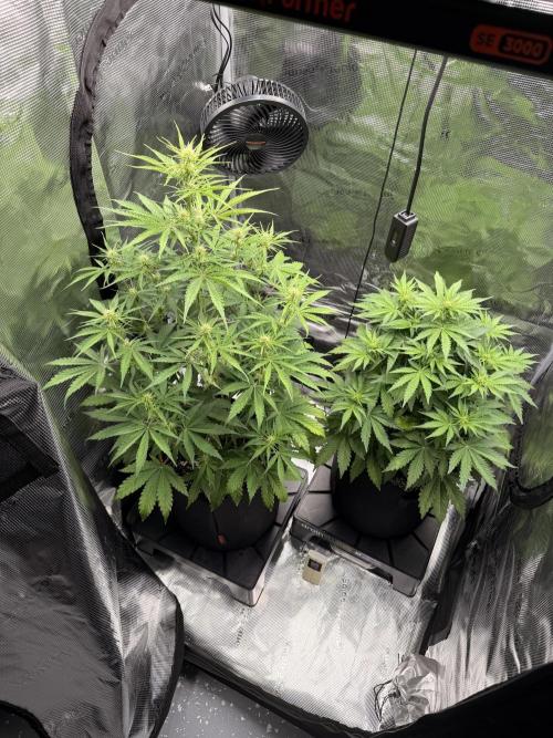 First ever grow!. Week 4