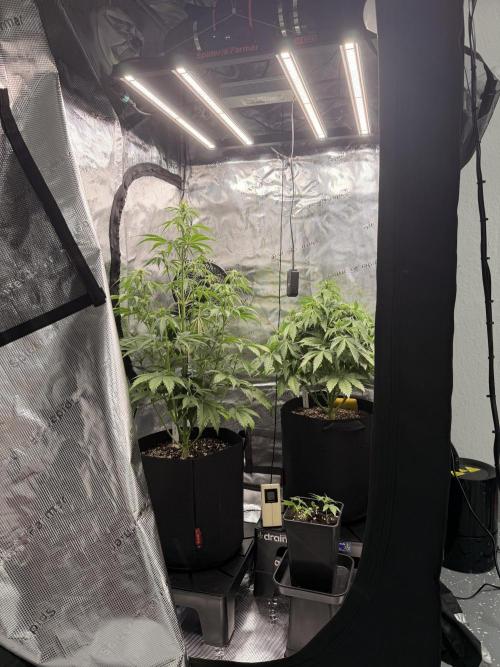 First ever grow!. Week 4