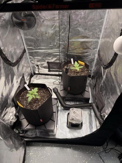 First ever grow!. Week 1 - Setup - D 13
