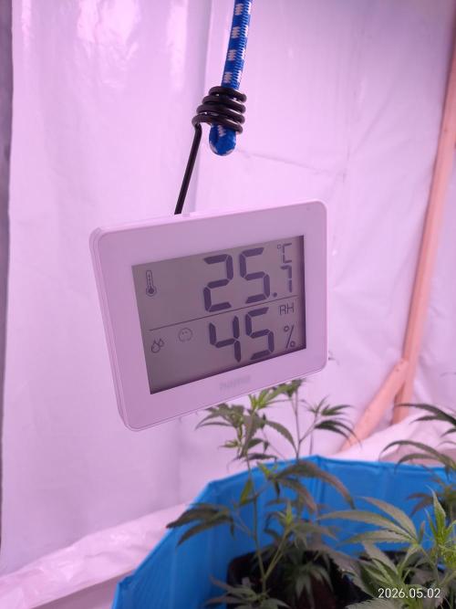 Gartenprojekt. Week 4