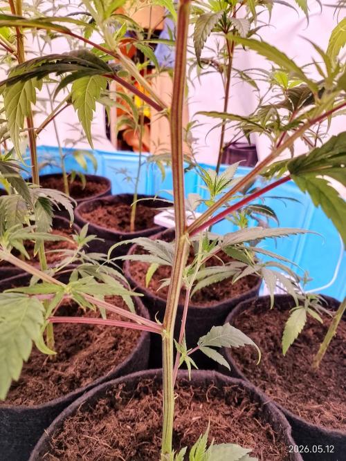 Gartenprojekt. Week 6