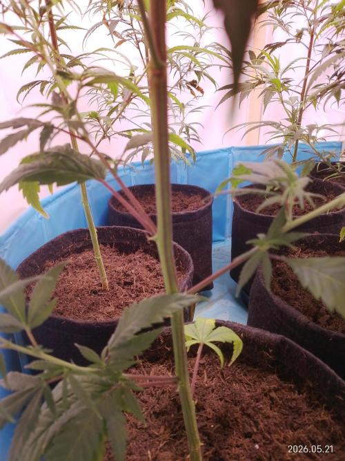 Gartenprojekt. Week 7