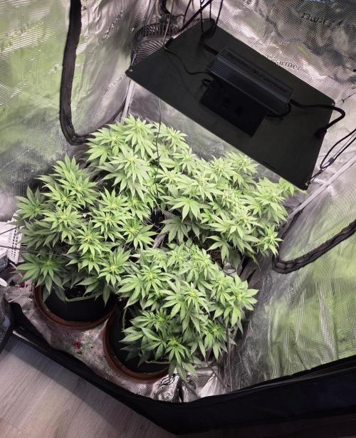 Jelly Cake by Barneys. Week 2