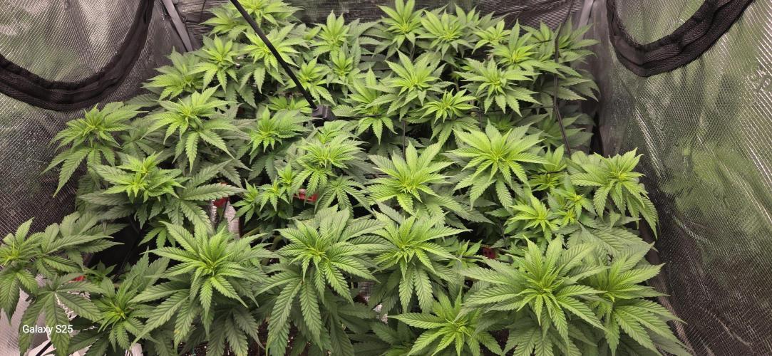 Jelly Cake by Barneys. Week 2