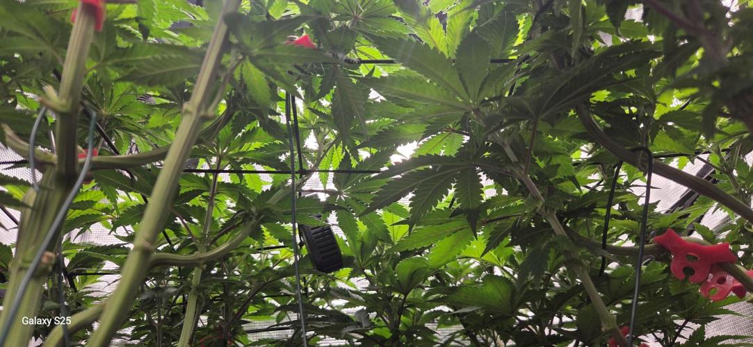 Jelly Cake by Barneys. Week 2