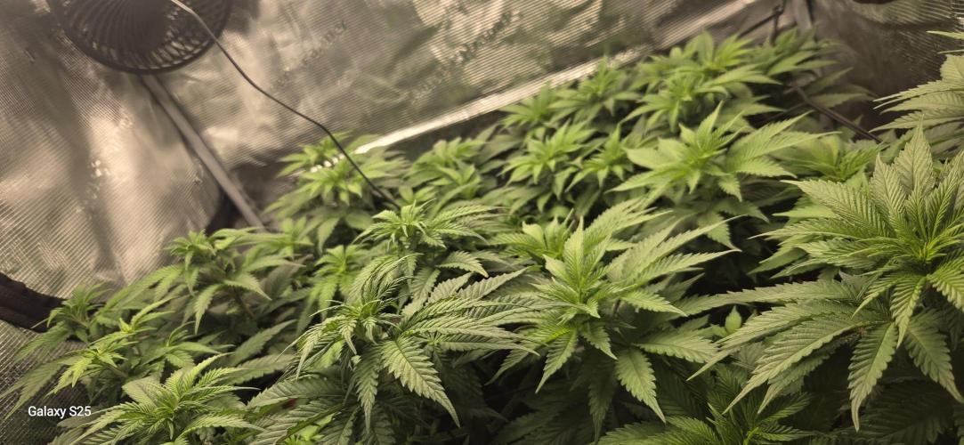 Jelly Cake by Barneys. Week 2