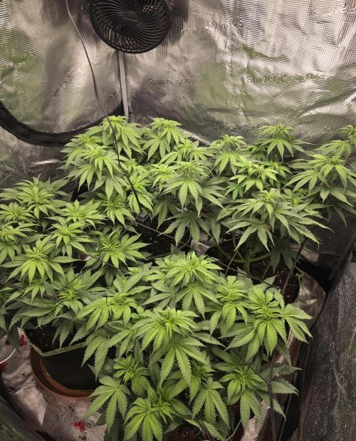 Jelly Cake by Barneys. Week 2