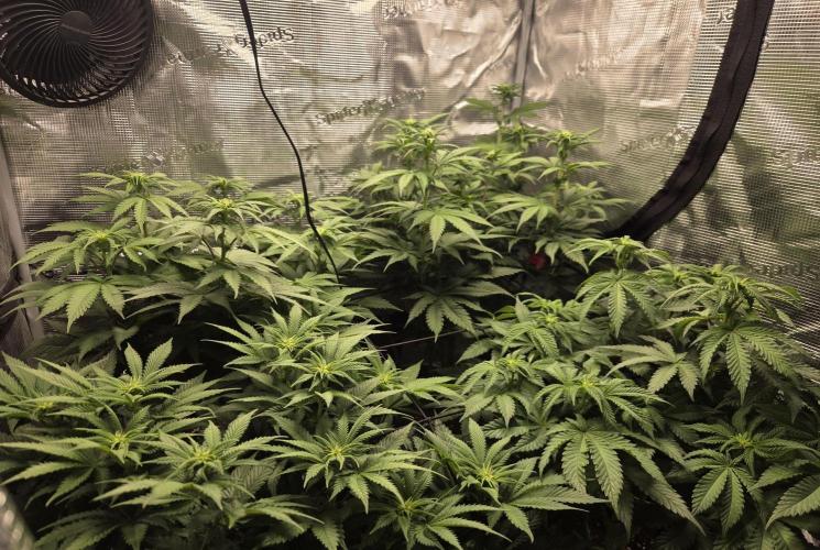 Jelly Cake by Barneys. Week 2