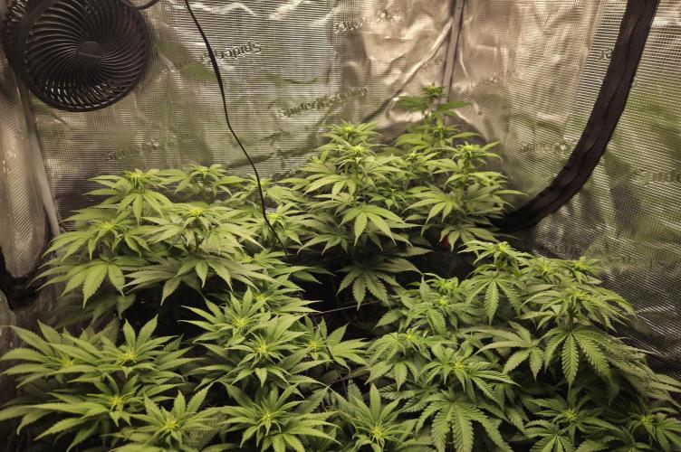 Jelly Cake by Barneys. Week 2