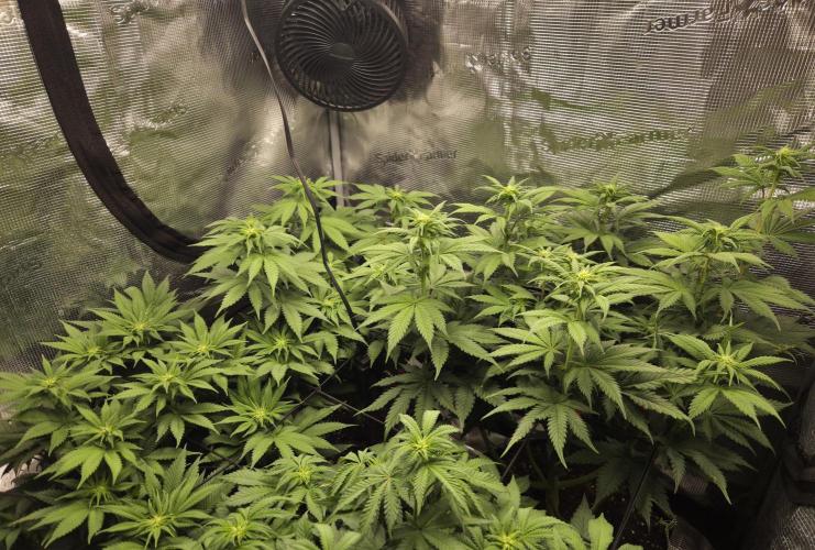 Jelly Cake by Barneys. Week 2