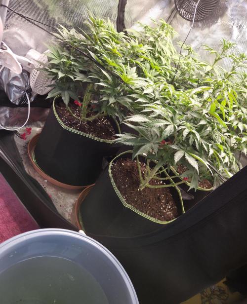 Jelly Cake by Barneys. Week 2