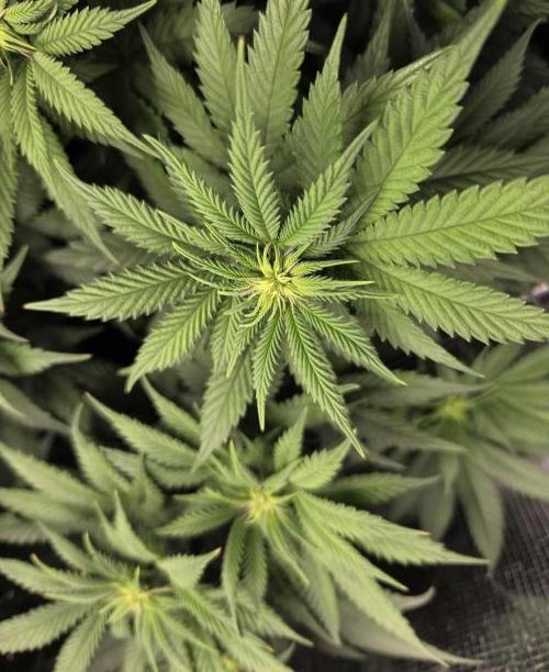 Jelly Cake by Barneys. Week 2